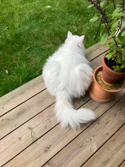 Main Coon - Svansen till höger eller till Vänster?