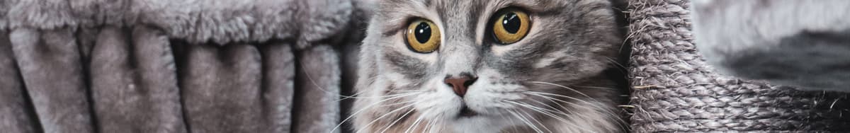 Maine Coon