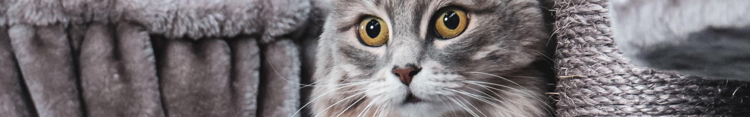 Maine Coon iFokus